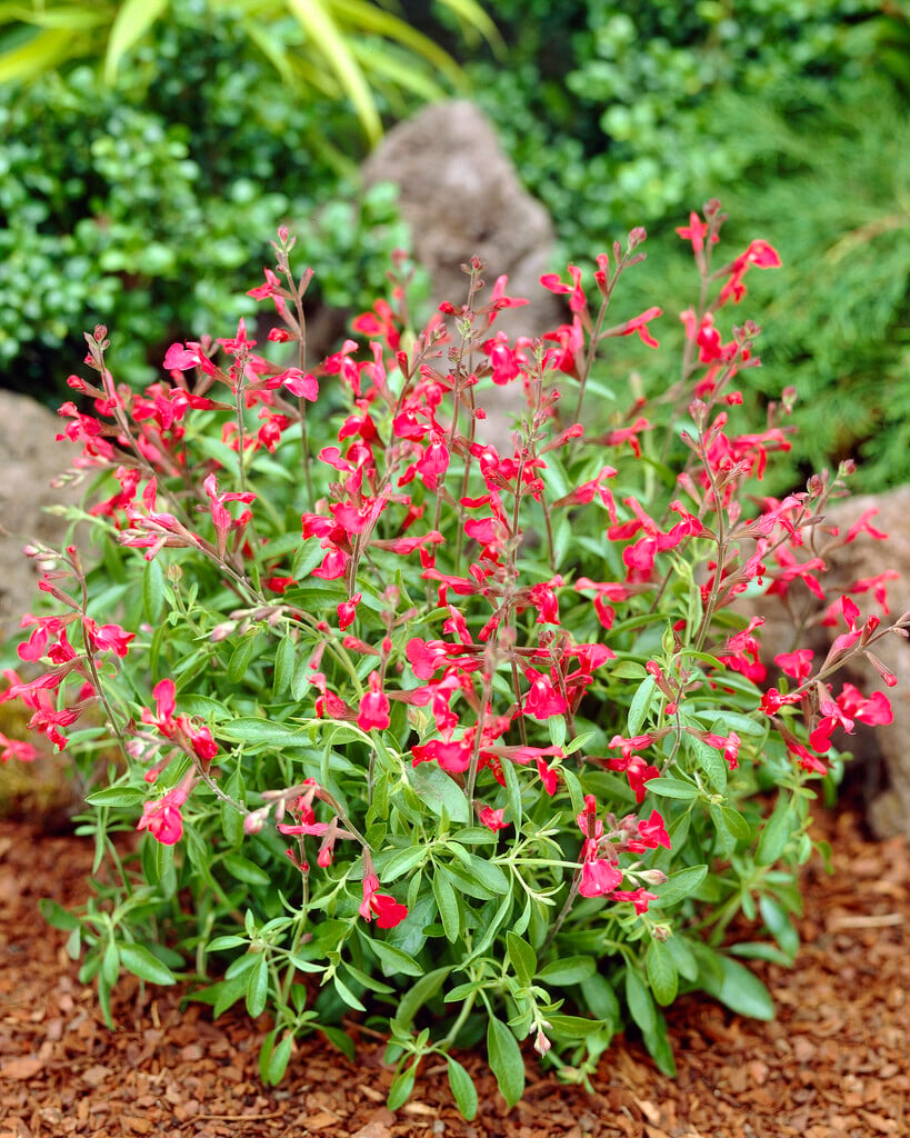 autumn sage 'Lipstick'