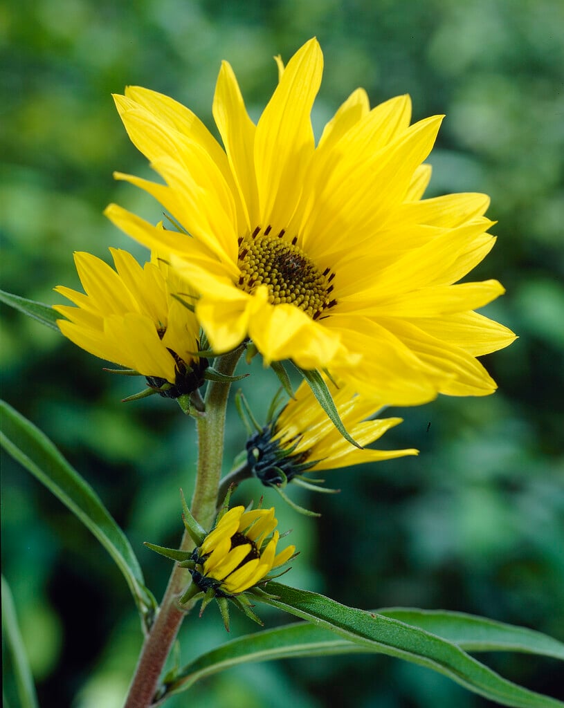 Maximilian sunflower
