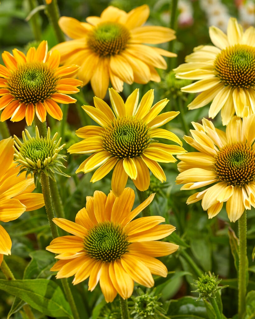 coneflower 'Yellow Mellow'