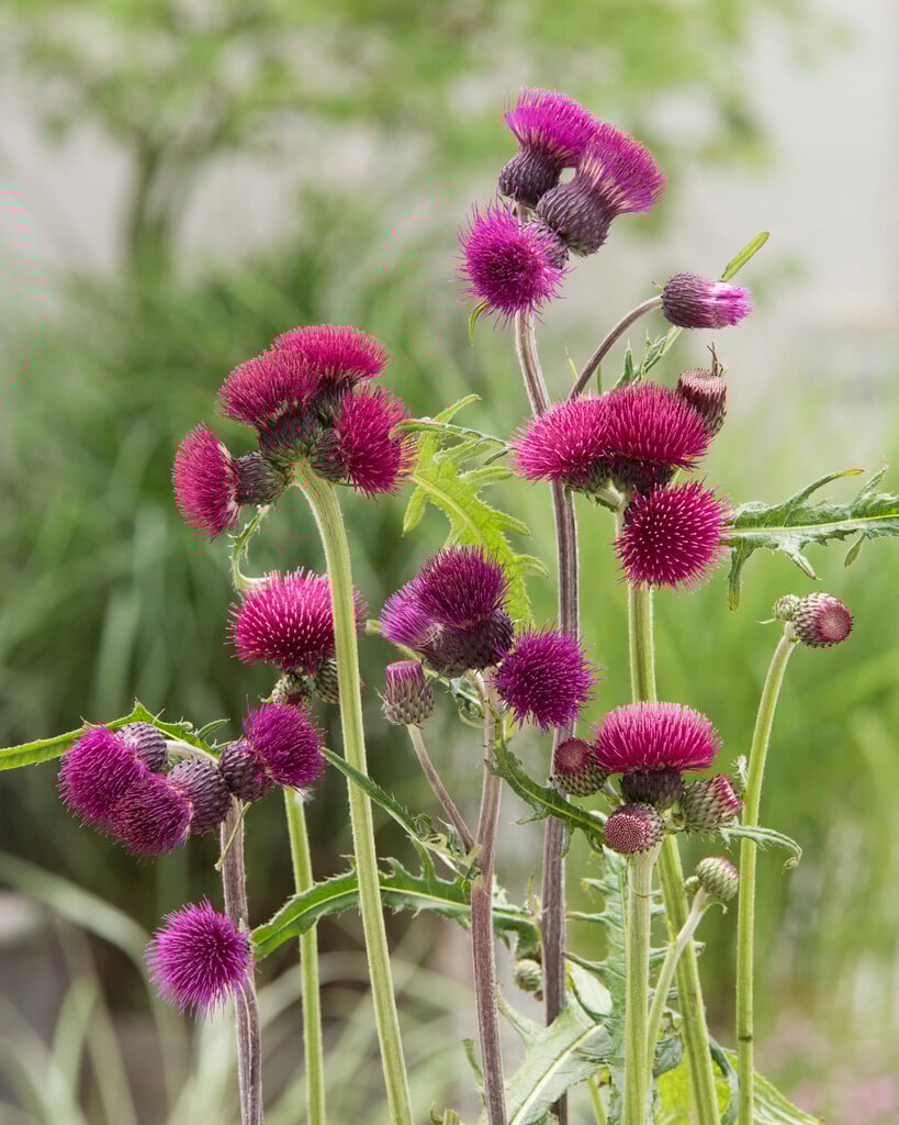 Cirsium rivulare 'Trevor's Felley Find'PBR