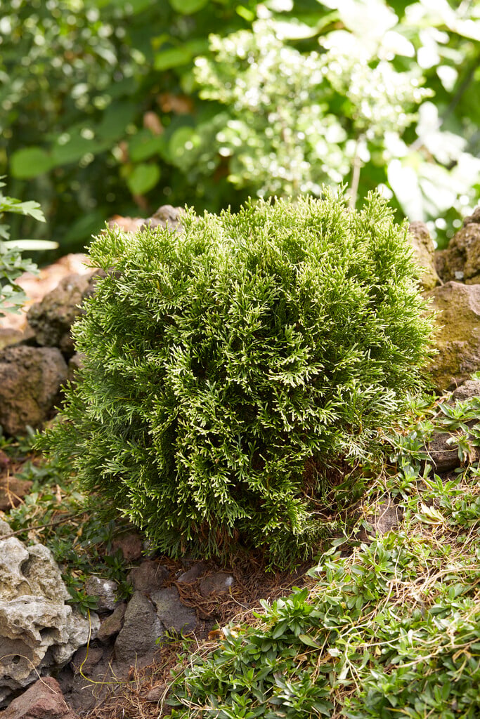 <i>Thuja</i> <i>occidentalis</i> 'Miss Frosty'