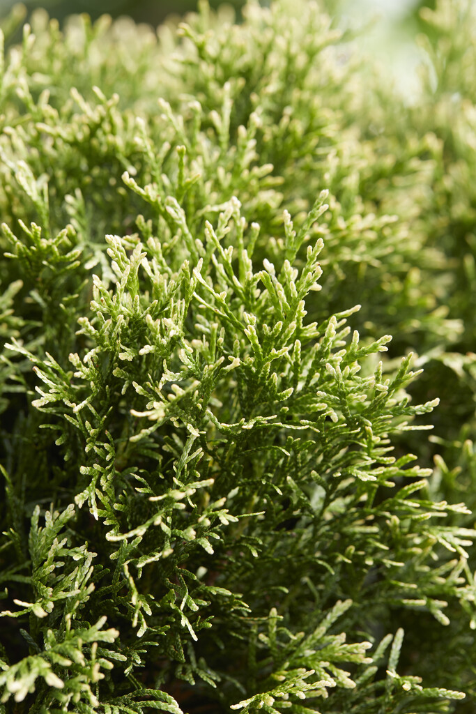 <i>Thuja</i> <i>occidentalis</i> 'Miss Frosty'