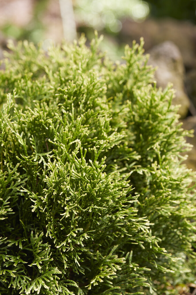 <i>Thuja</i> <i>occidentalis</i> 'Miss Frosty'