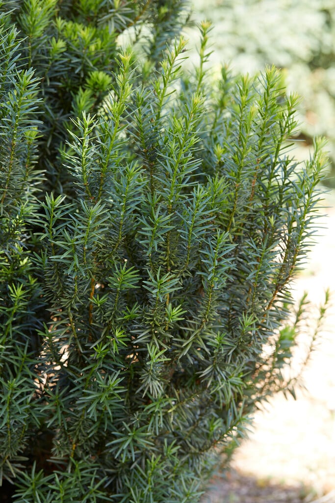 yew 'Kazio'