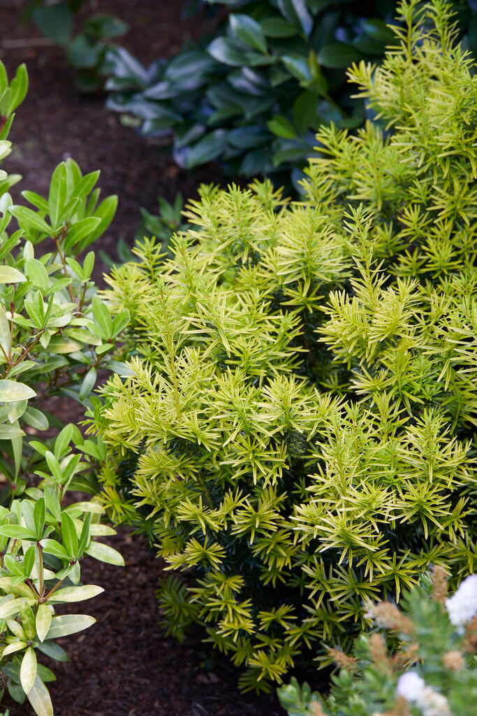 <i>Taxus</i> × <i>media</i> 'Tymon'
