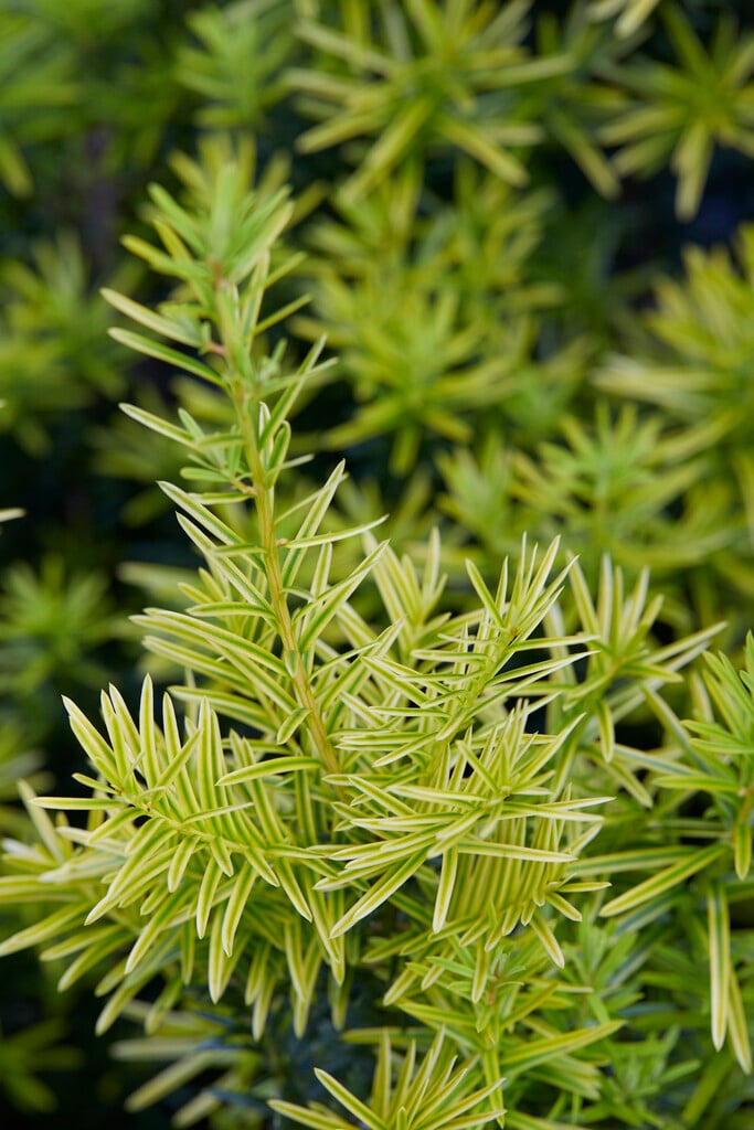 <i>Taxus</i> × <i>media</i> 'Tymon'