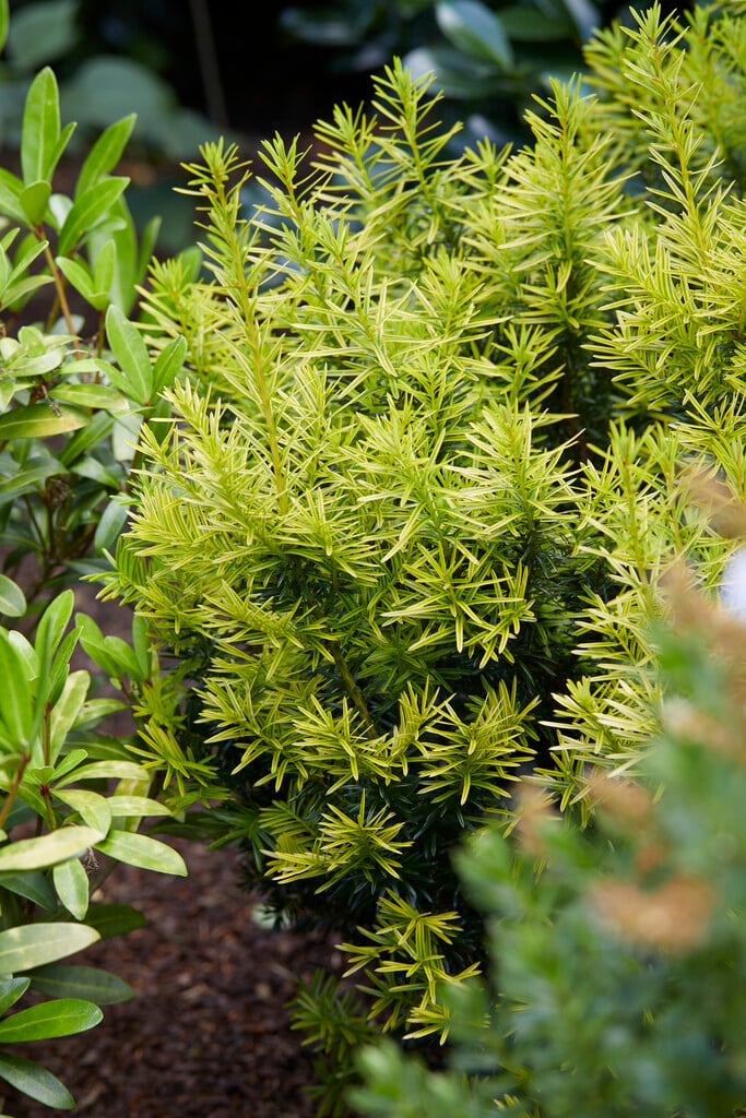 <i>Taxus</i> × <i>media</i> 'Tymon'