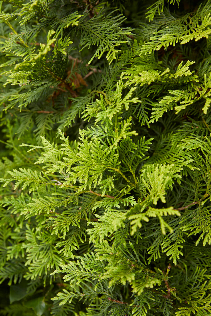 <i>Thuja</i> <i>occidentalis</i> 'Golden Brabant'