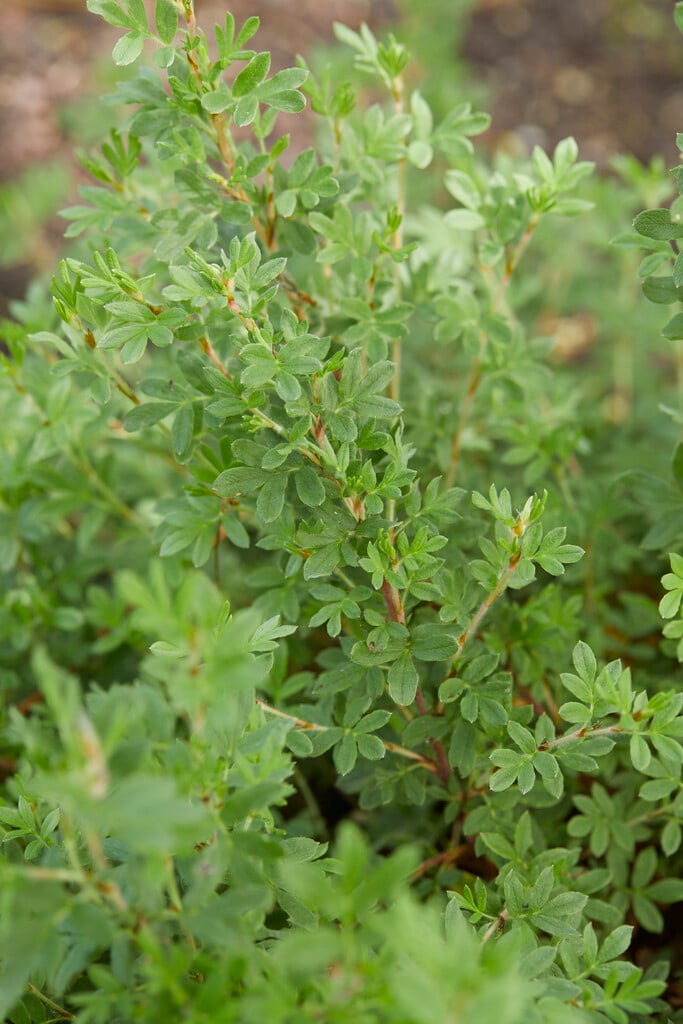 shrubby cinquefoil [Bella Bianca]
