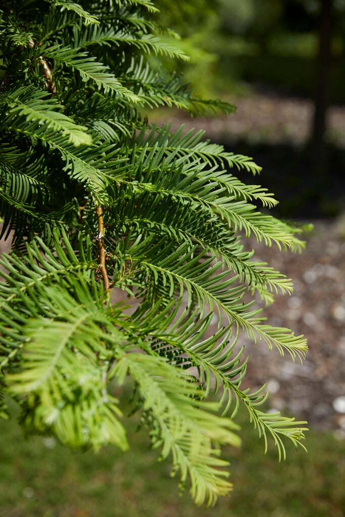 dawn redwood 'Chubby'