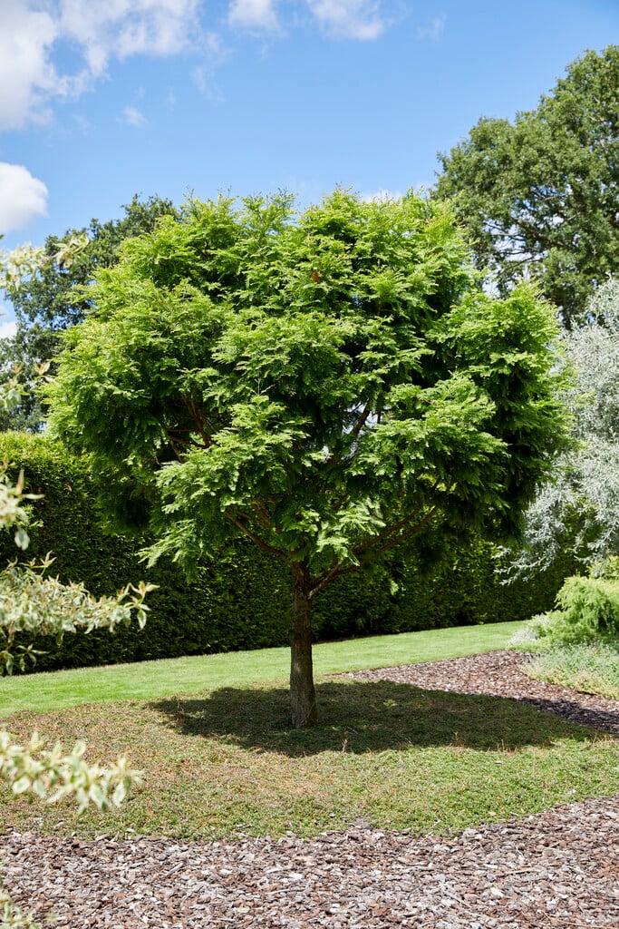 dawn redwood 'Chubby'
