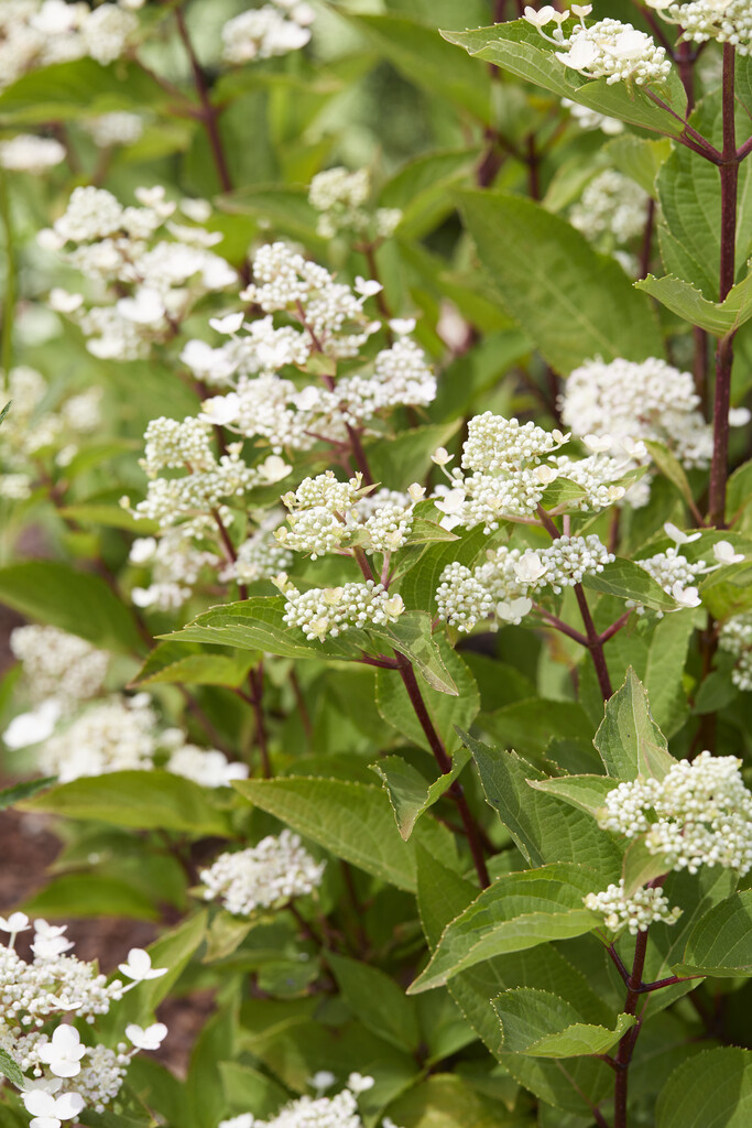 panicled hydrangea [Early Harry]