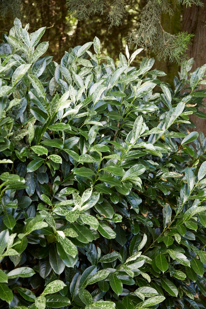 <em>Prunus</em> <em>laurocerasus</em> 'Ivory'<sup>PBR</sup> (v)