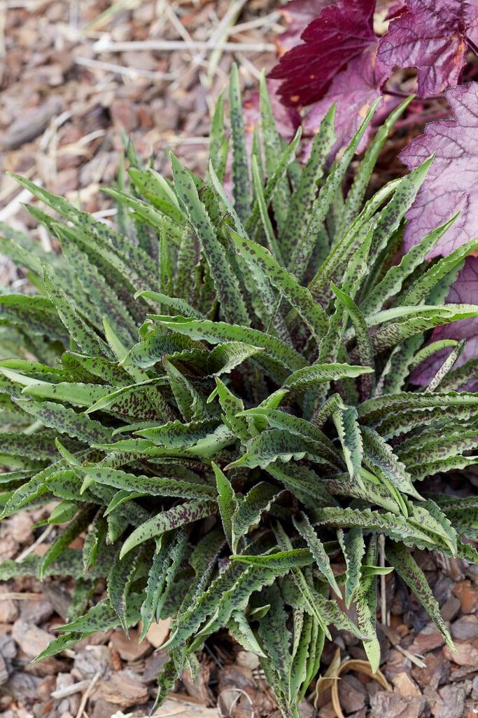 <i>Eucomis</i> 'Freckles'