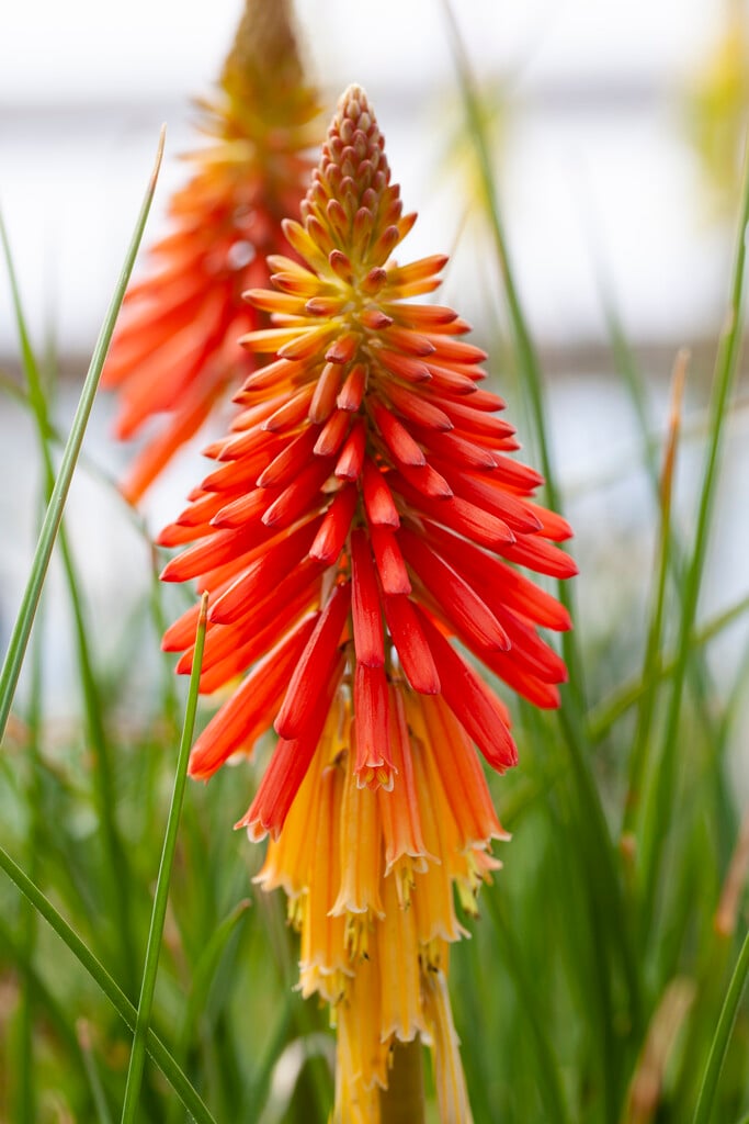 red-hot poker 'Papaya Popsicle'