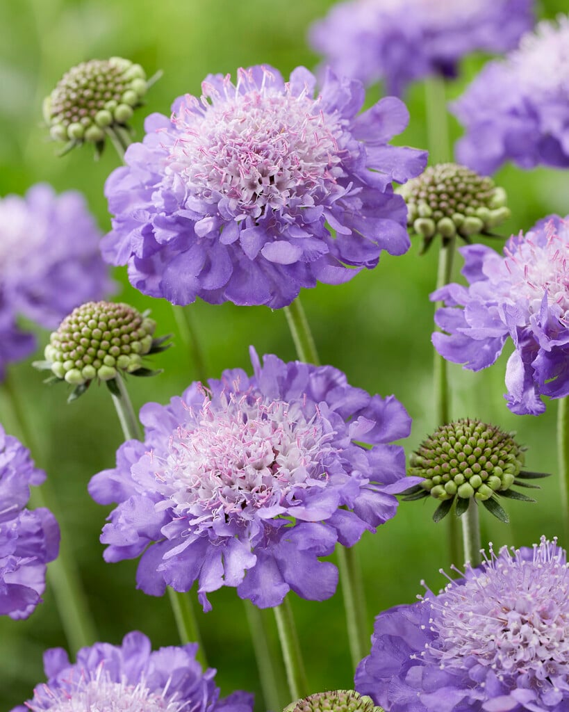 small scabious 'Mariposa Blue'