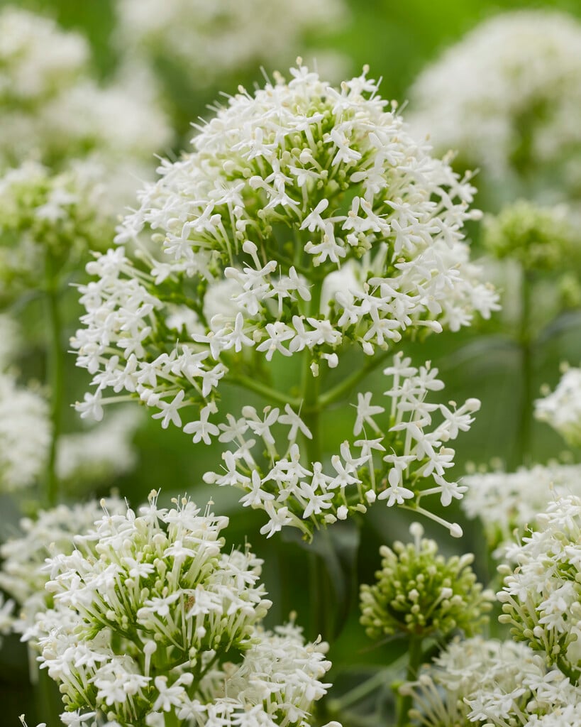 Centranthus ruber 'Albus'