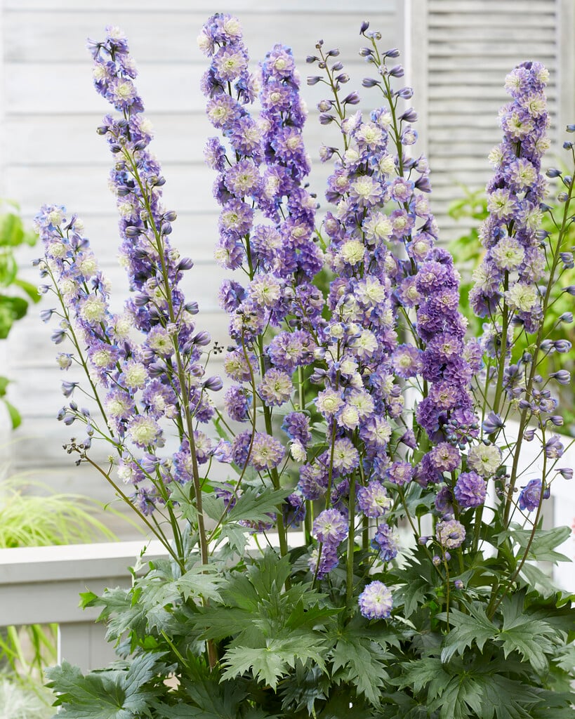 delphinium 'Bolero'