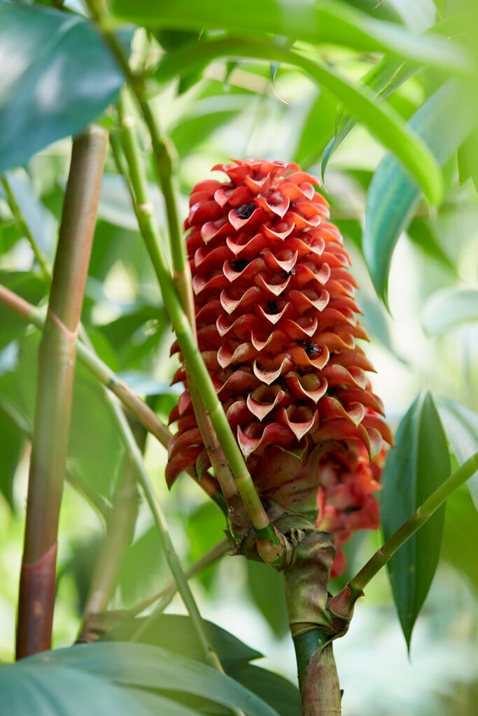 pineapple ginger