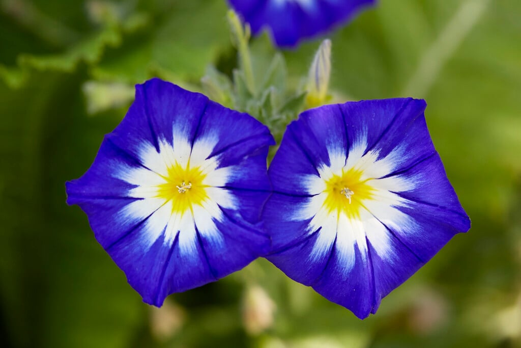 <i>Convolvulus</i> <i>tricolor</i> 'Royal Ensign'