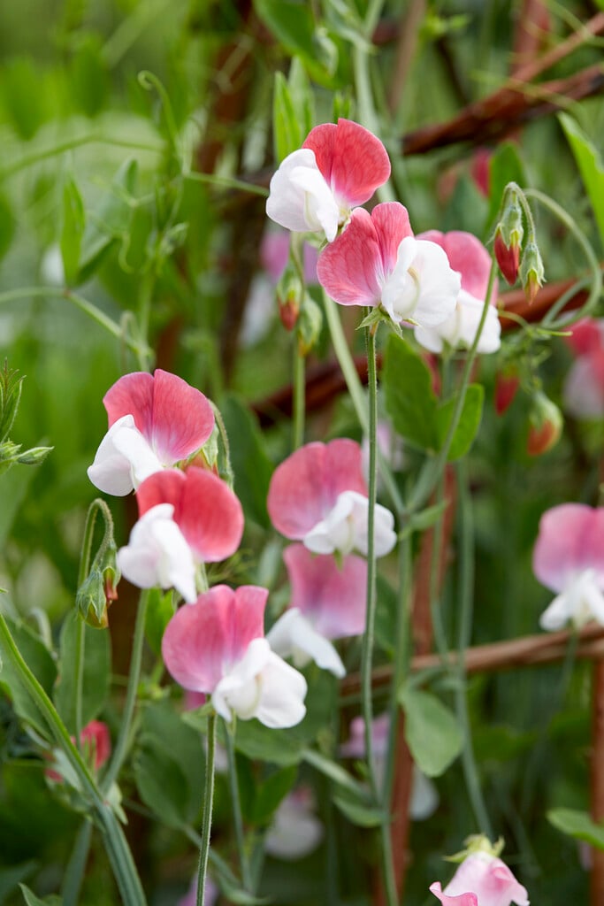 sweet pea 'Painted Lady'