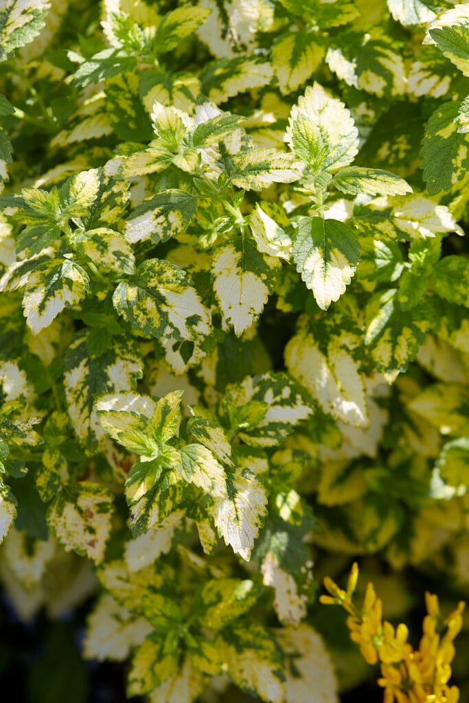 yellow-leaved lemon balm