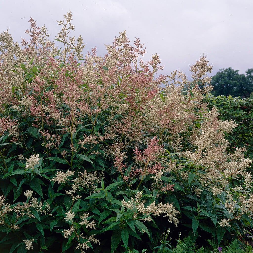 Chinese knotweed