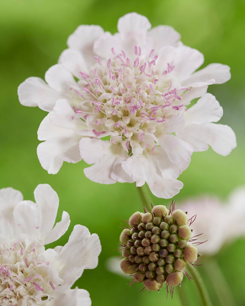 pincushion flower [Kudo White]