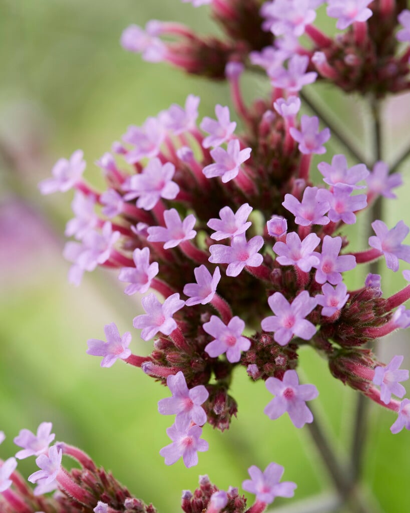 purple top 'Lollipop'