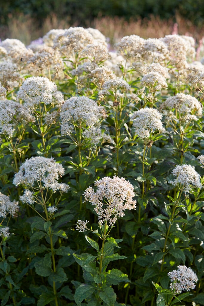 eupatorium 'Snowball'