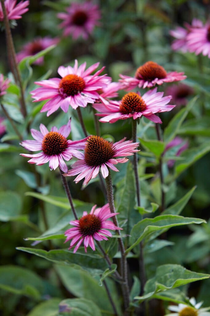 purple coneflower 'Profusion'