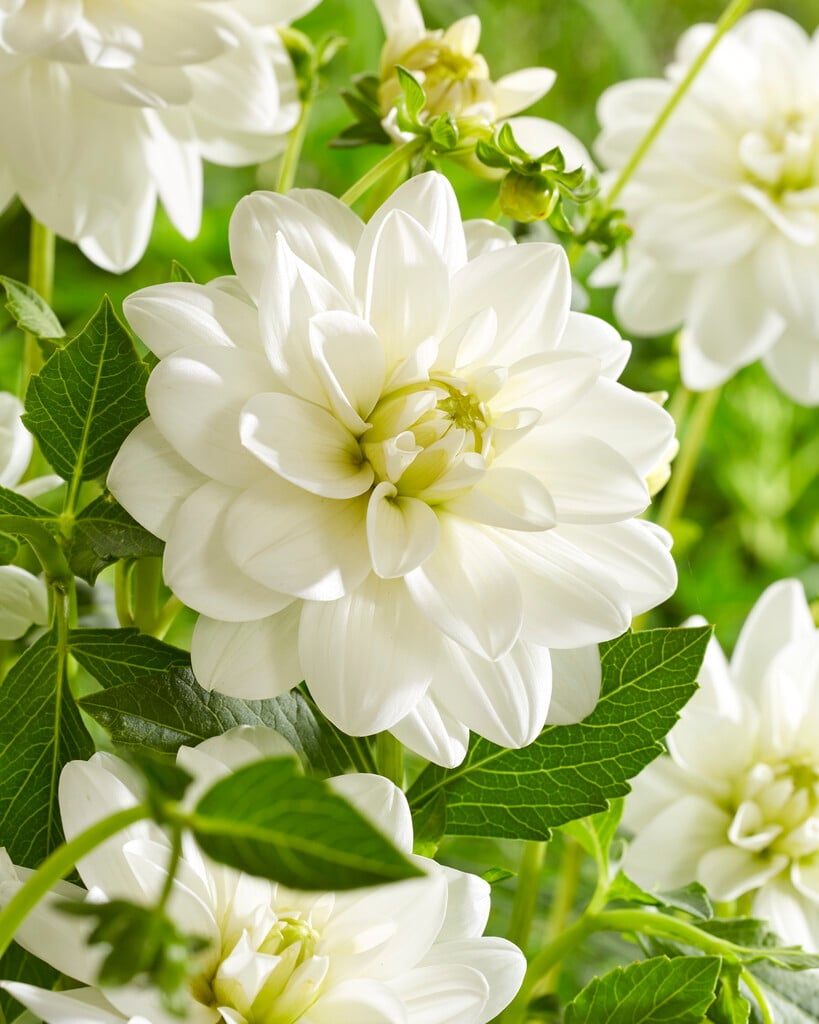 <i>Dahlia</i> 'Siberia' (D)