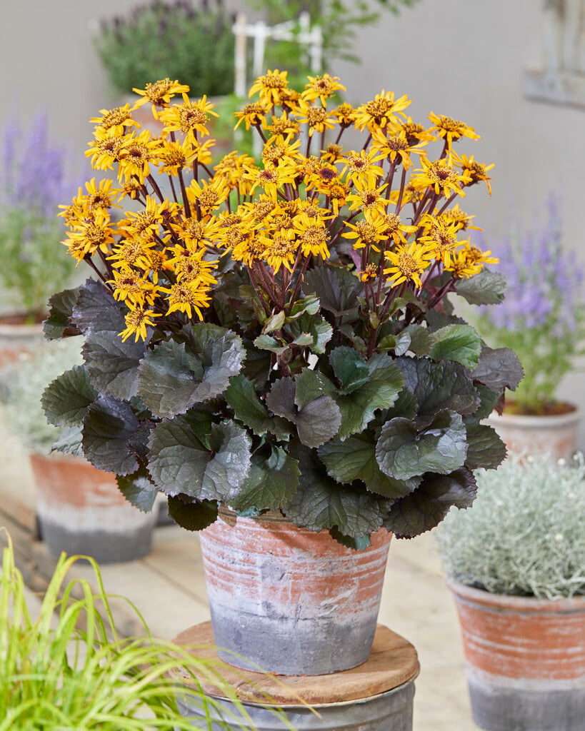<em>Ligularia</em> <em>dentata</em> 'Pandora'