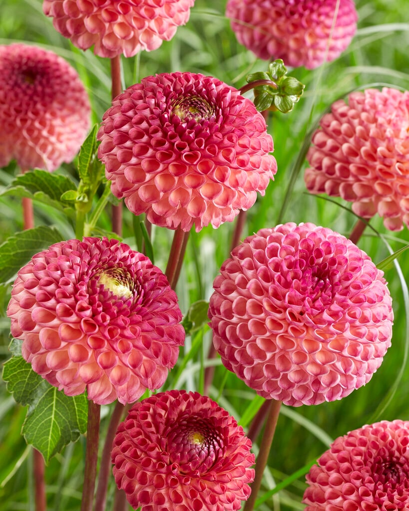 dahlia 'Burlesca'