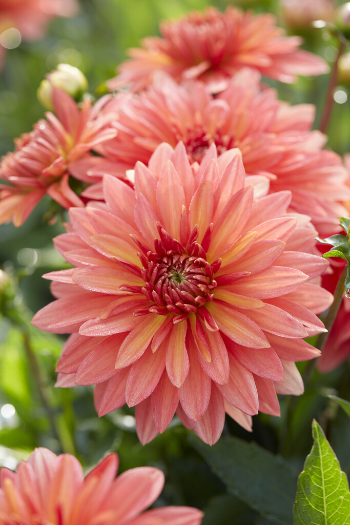 dahlia 'Melody Swing'