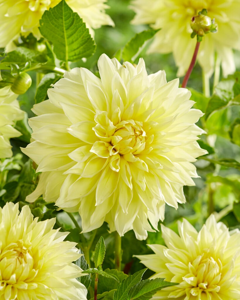 dahlia 'Kelvin Floodlight'