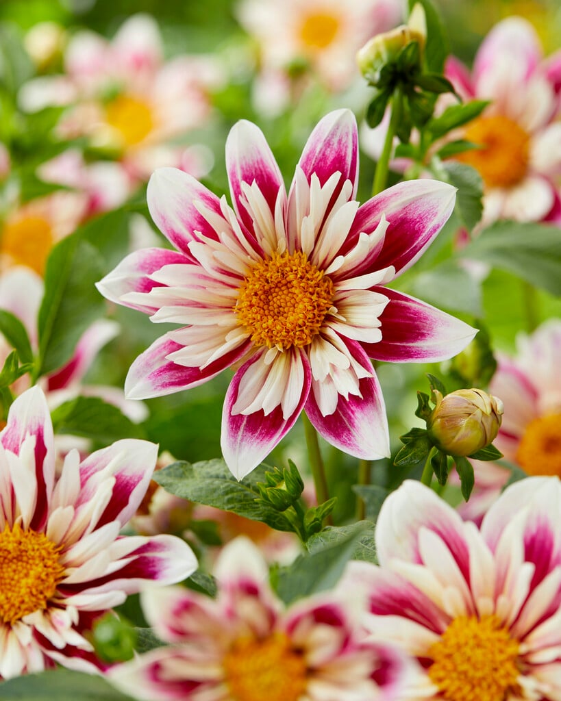 dahlia 'Fashion Monger'