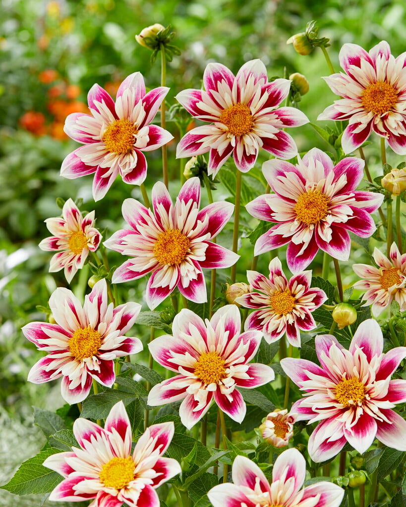 dahlia 'Fashion Monger'