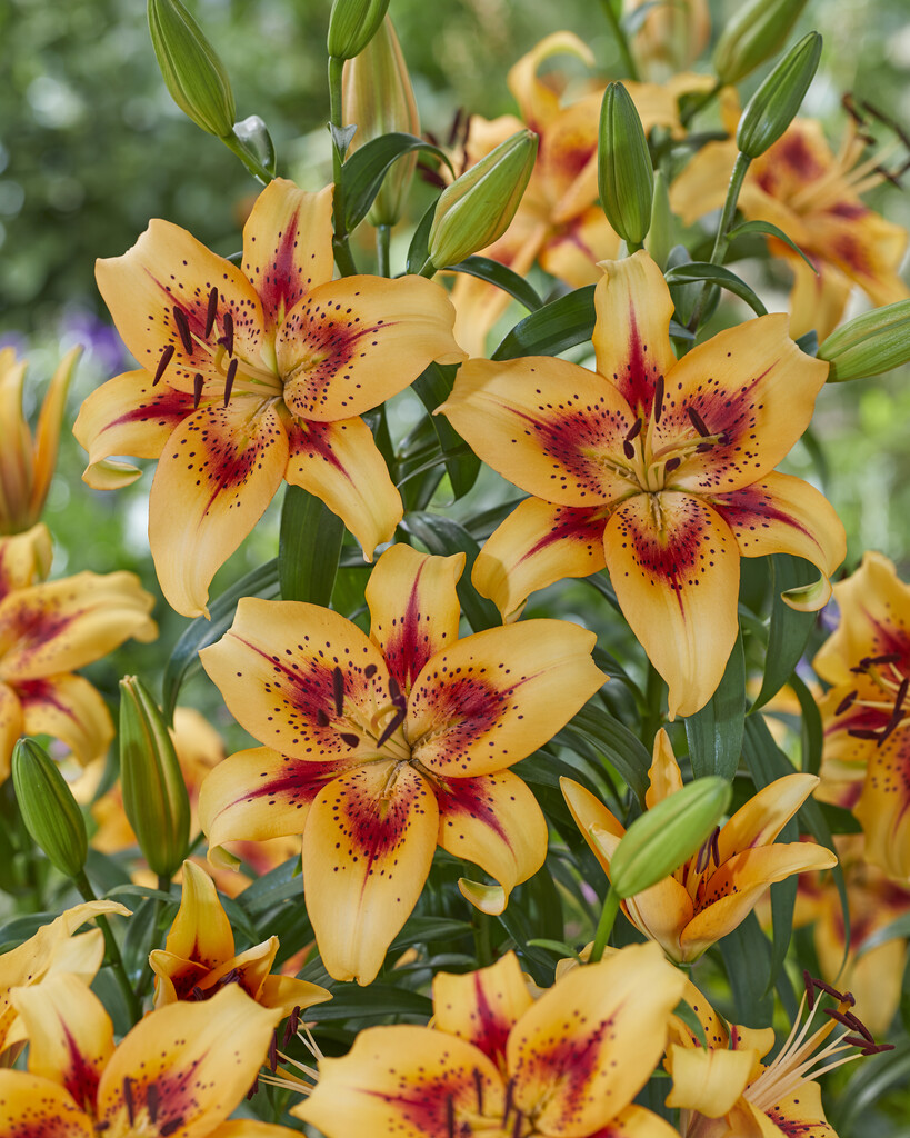 lily 'Hotel California'