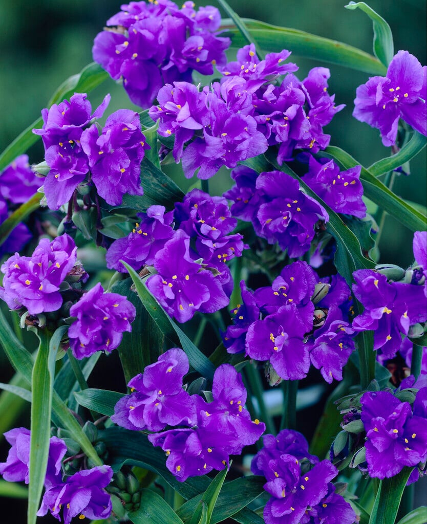 <i>Tradescantia</i> <i>virginiana</i> 'Caerulea Plena' (d)
