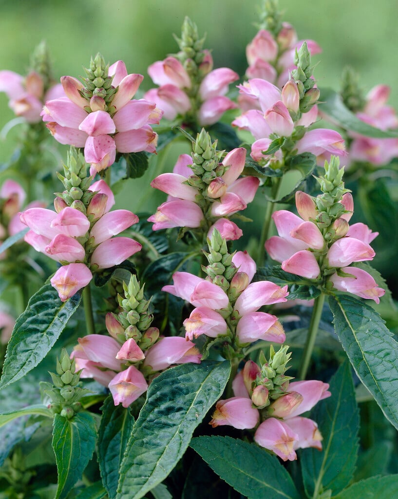 <i>Chelone</i> <i>obliqua</i> rosea