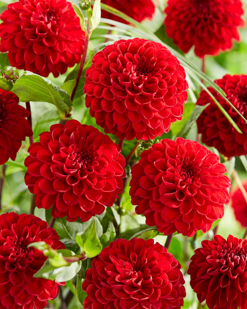 <i>Dahlia</i> 'Viking' (Pom)