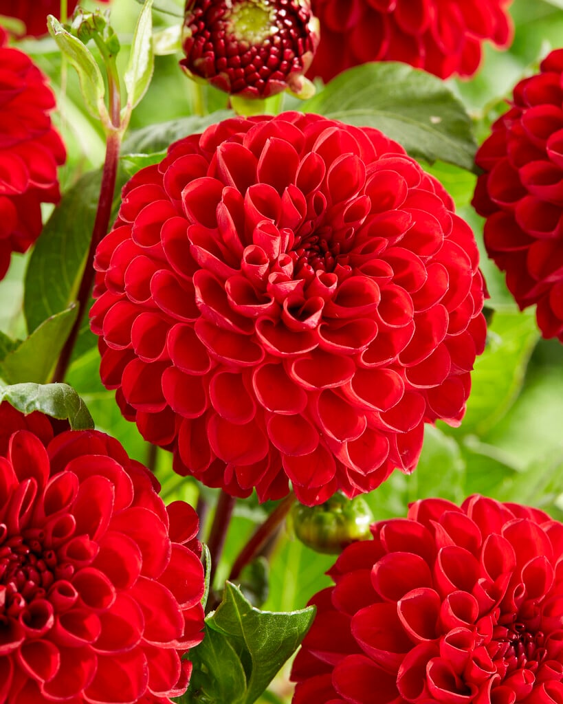 <i>Dahlia</i> 'Viking' (Pom)