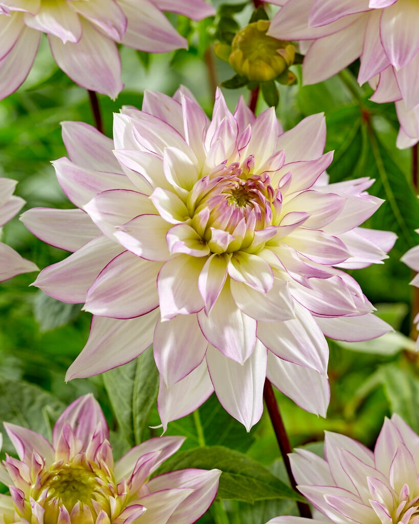 dahlia 'Crazy Love'