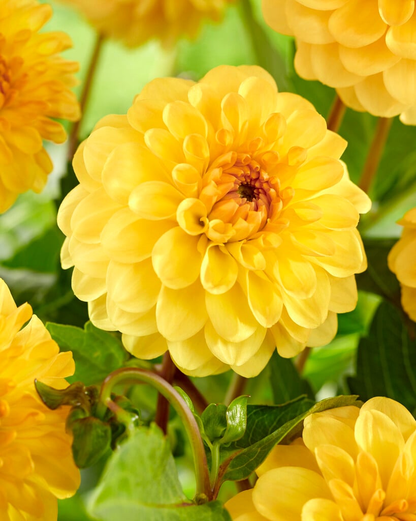 dahlia 'Golden Scepter'