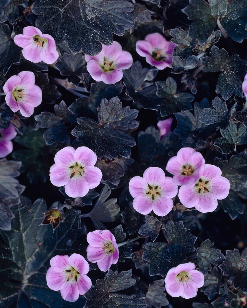 cranesbill 'Pink Spice'