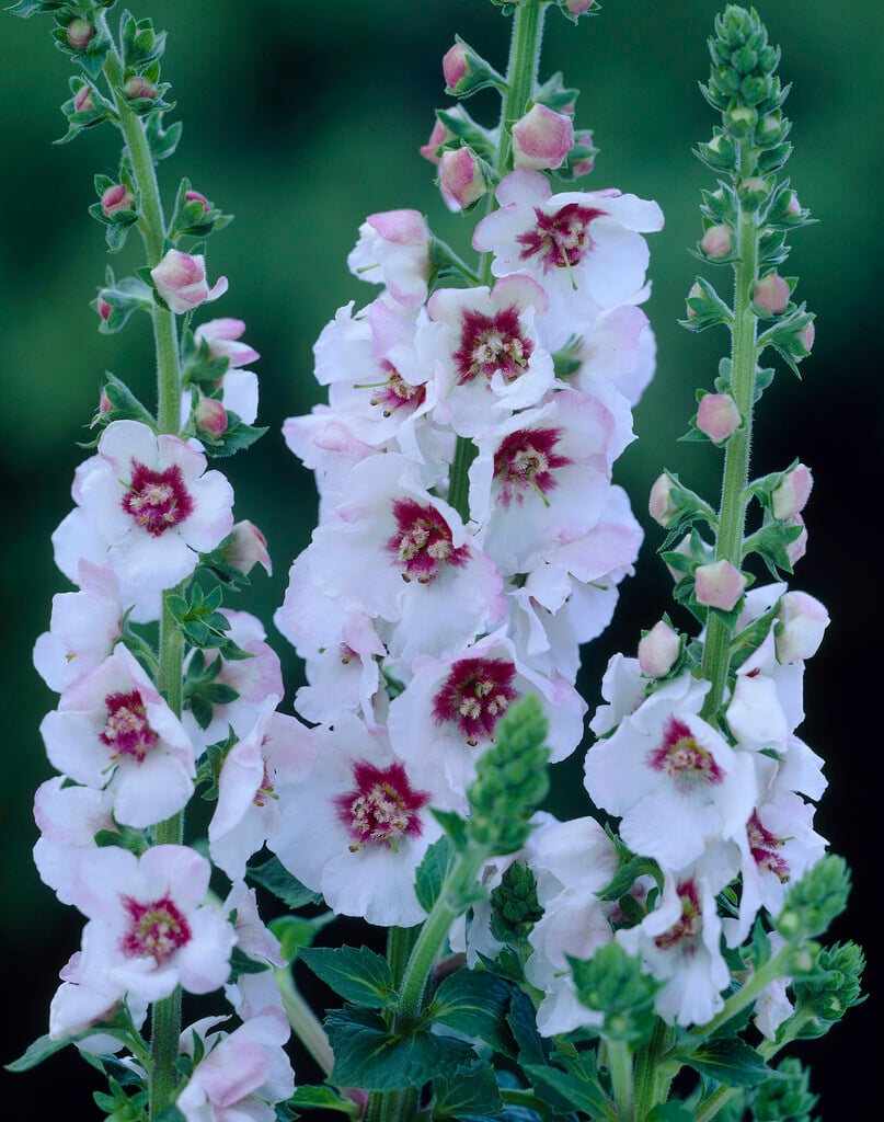 <i>Verbascum</i> 'Jolly Eyes'