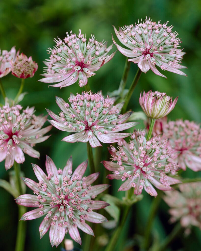 <em>Astrantia</em> <em>major</em> var. <em>rosea</em>