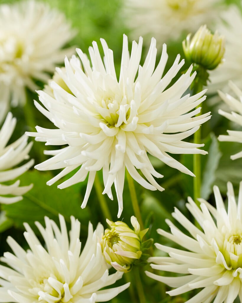 dahlia 'Playa Blanca'