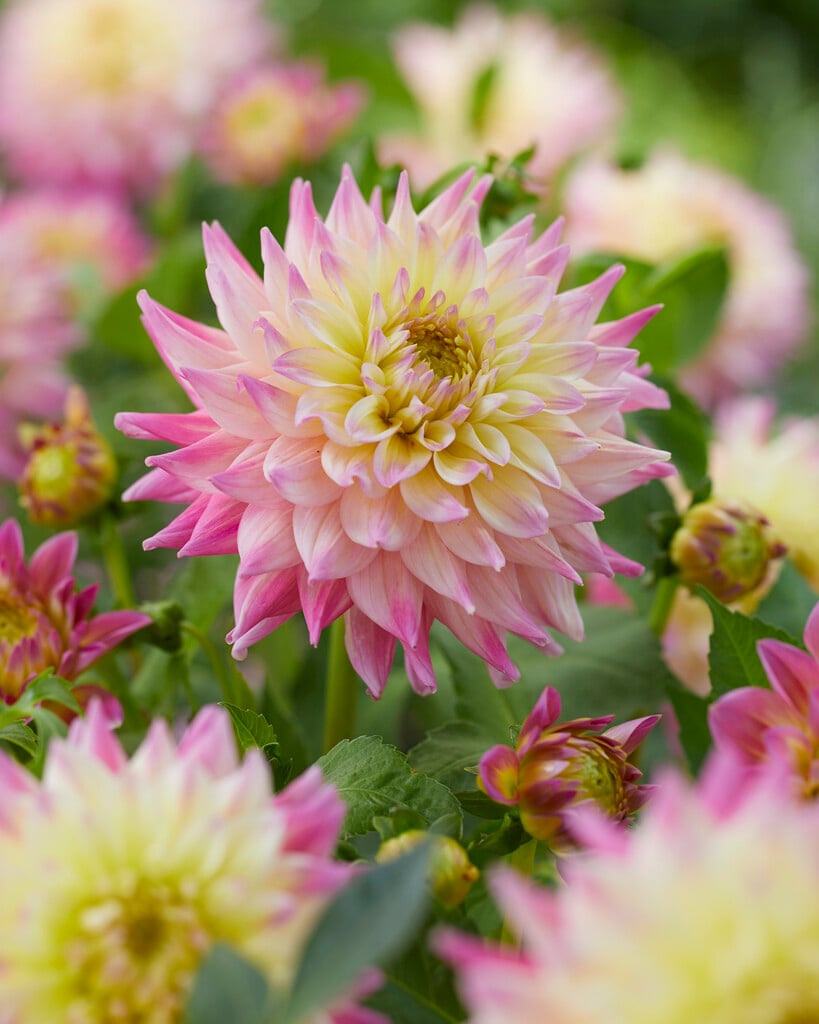 <i>Dahlia</i> 'Romantique' (D)